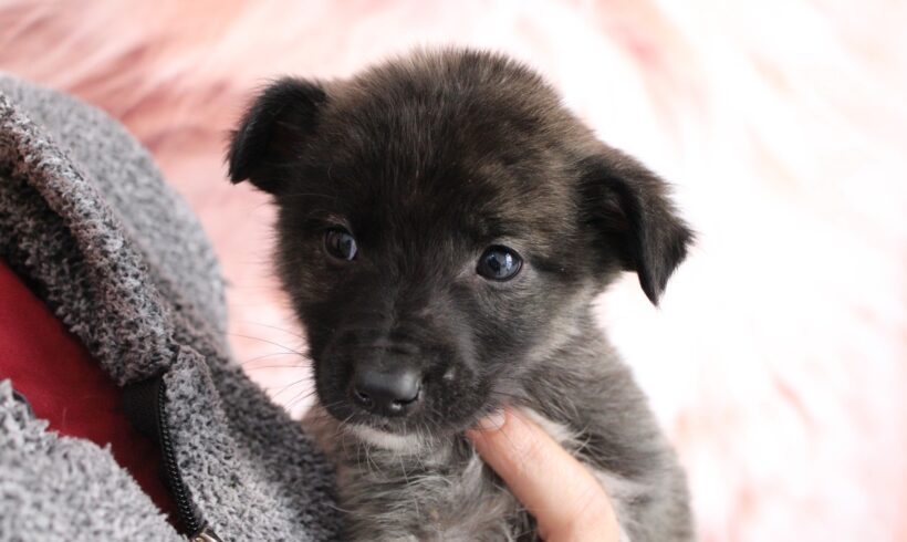 HONDO – ca. 3 Monate