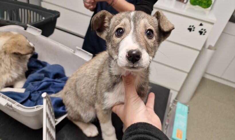 SCOTT – ca. 5 Monate