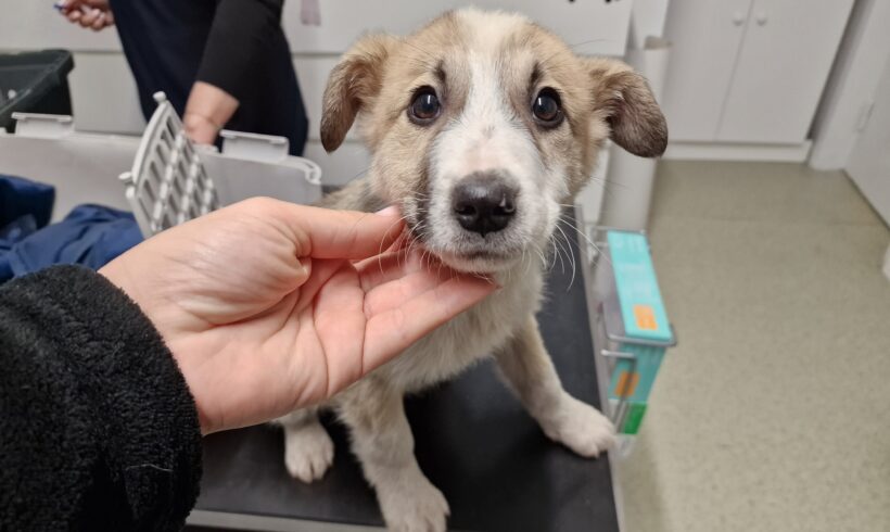 KLAUS – ca. 5 Monate