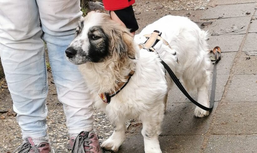 ZIMTSCHNECKE – ca. 5 Monate