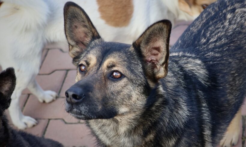 YAILA – ca. 2,5 Jahre