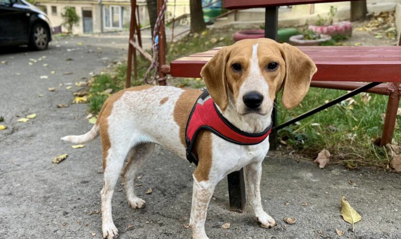 YANNIE – ca. 1 Jahr