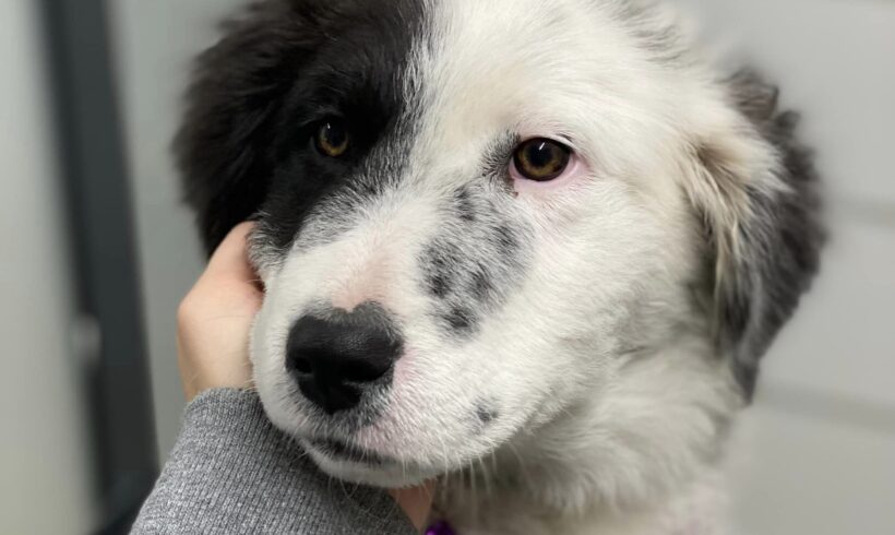 SORCHA – ca. 5 Monate