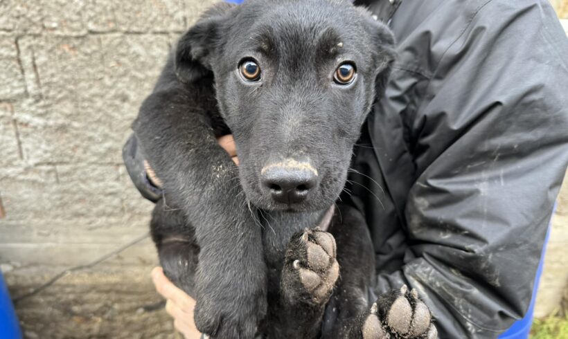 HAWK – ca. 6 Monate