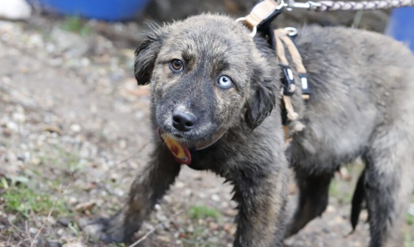 ESTONIA – ca. 6 Monate