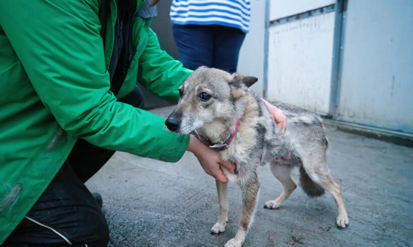 NASIA – ca. 10 Jahre