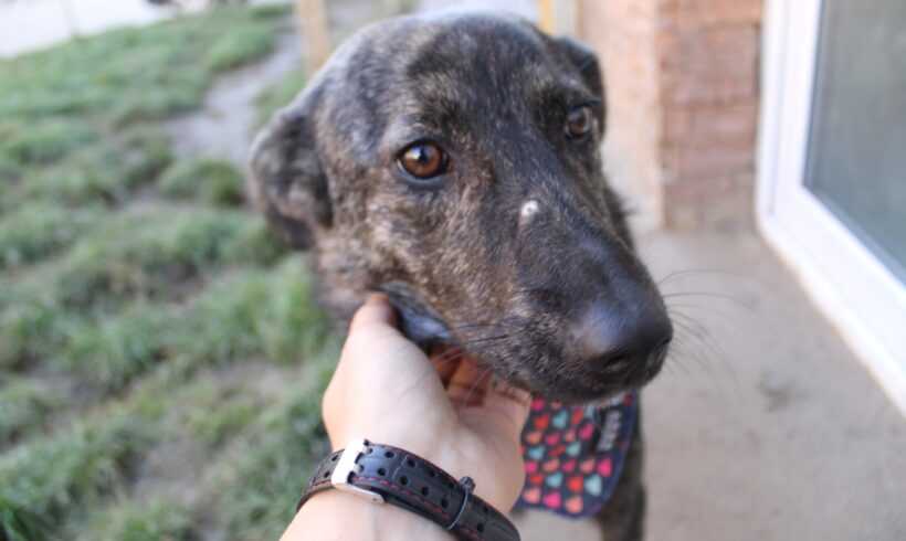 MAGNOLIA – ca. 1 Jahr