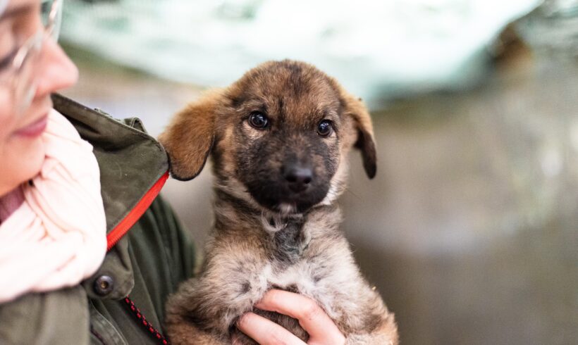 YOSHIMA – ca. 4 Monate