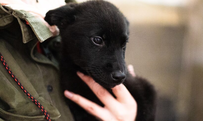 PIPPA – ca. 4 Monate