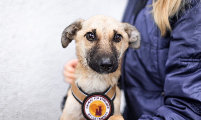 YOSHI – ca. 3 – 4 Monate