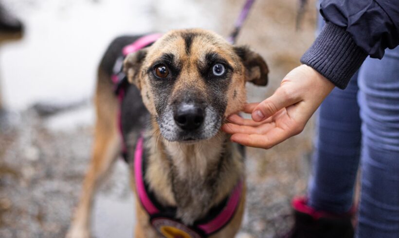 MAMASAN – ca. 7 Jahre