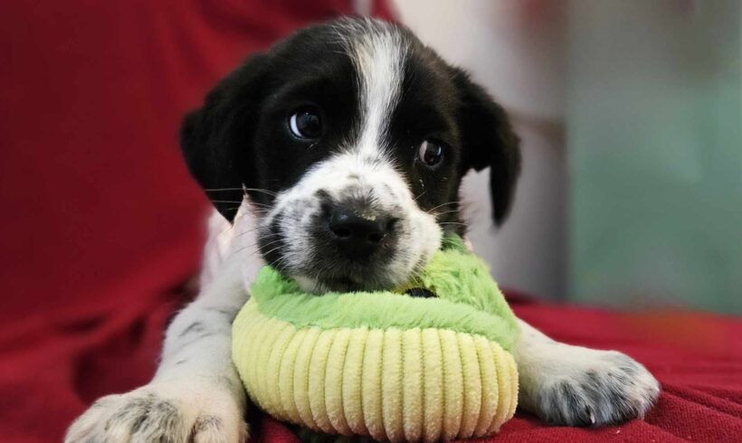 DOBBI – ca. 3 Monate