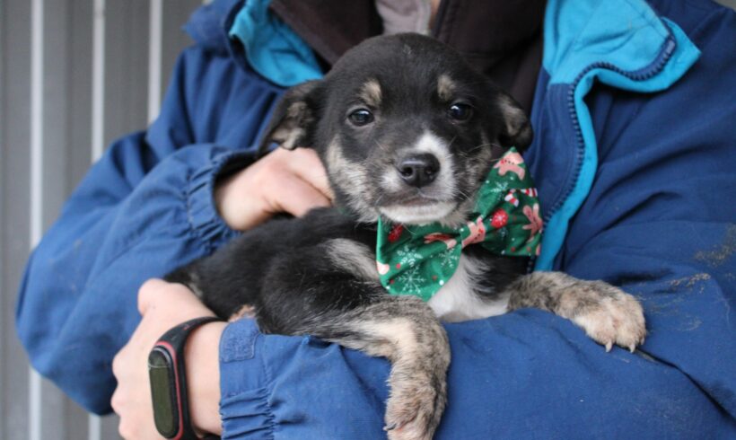 PEPPINO – ca. 3 Monate