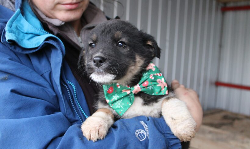 RUDI – ca. 3 Monate