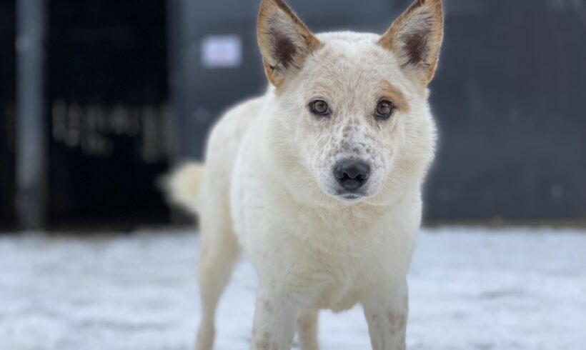 CACHOU – ca. 2 Jahre