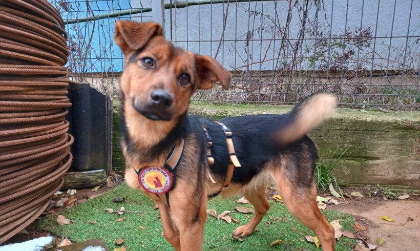 CALLA – ca. 1,5 Jahre