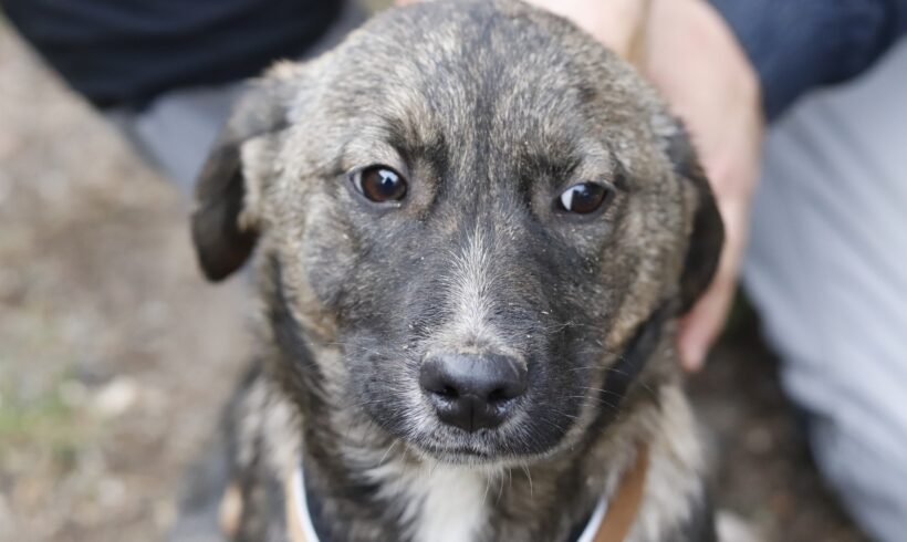 IHANA – ca. 4 Monate