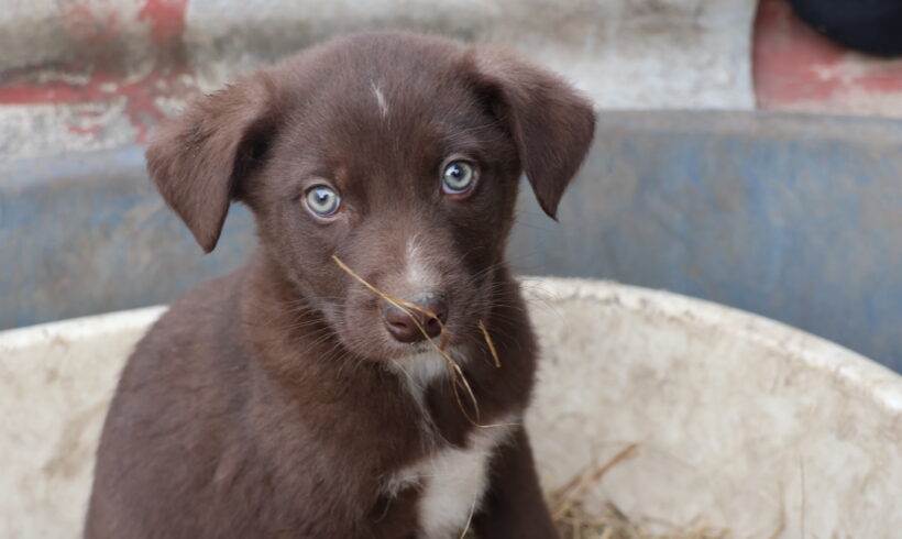 RODRIGOO – ca. 4 Monate