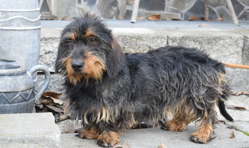 SEPPI – ca. 2 – 3 Jahre