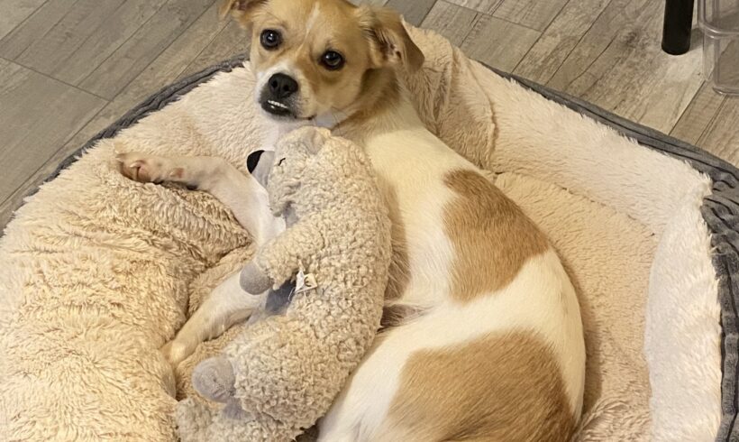 DOLORES – ca. 2 Jahre