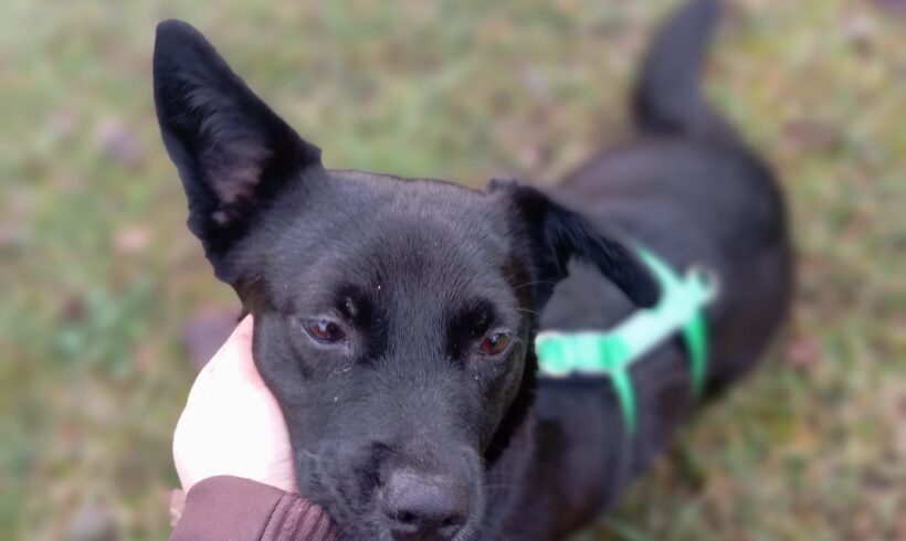 VRONI – ca. 1 Jahr