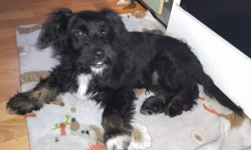 SWEETY – ca. 5 Monate