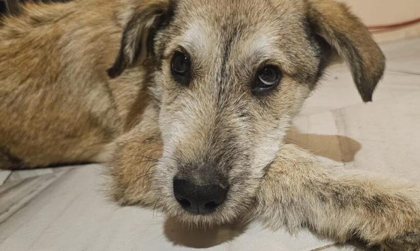 MERLIN – ca. 7 – 8 Monate