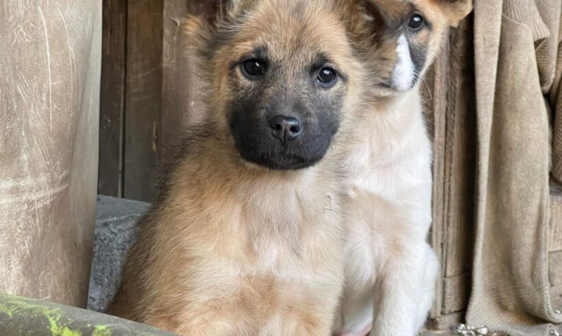 KOKO – ca. 3 Monate