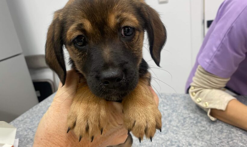 ELVA – ca. 4 Monate