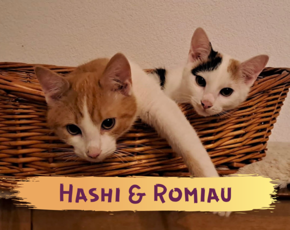 HASHI und ROMIAU – ca. 6 Monate