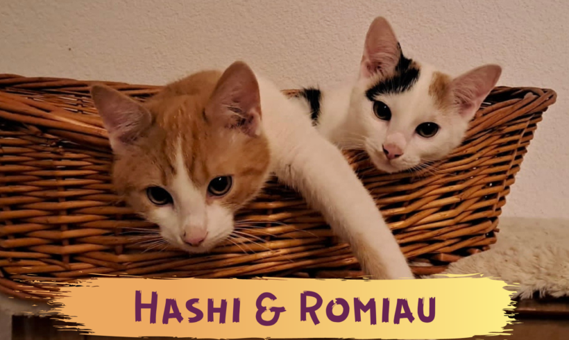 HASHI und ROMIAU – ca. 6 Monate