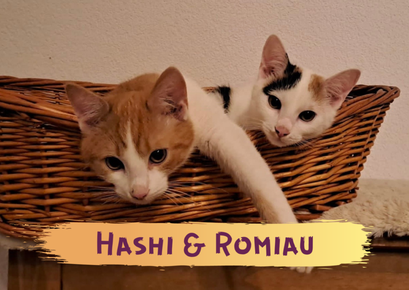 HASHI und ROMIAU – ca. 6 Monate