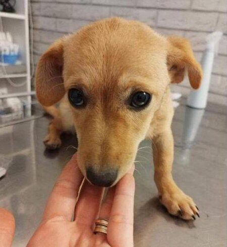 MADDIE – ca. 4 Monate