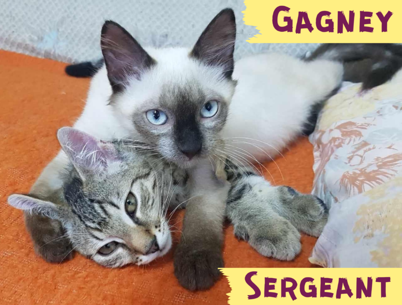 GAGNEY&SERGEANT – ca. 8 Monate
