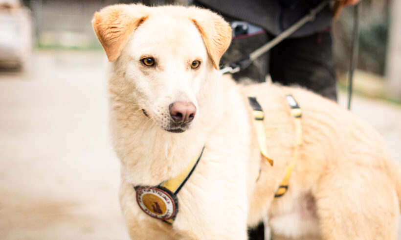 DANCER – ca. 4 Jahre