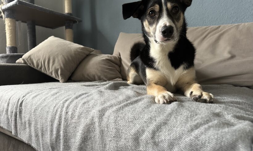 BRUNO – ca. 2 Jahre BRUNO – ca. 2 Jahre