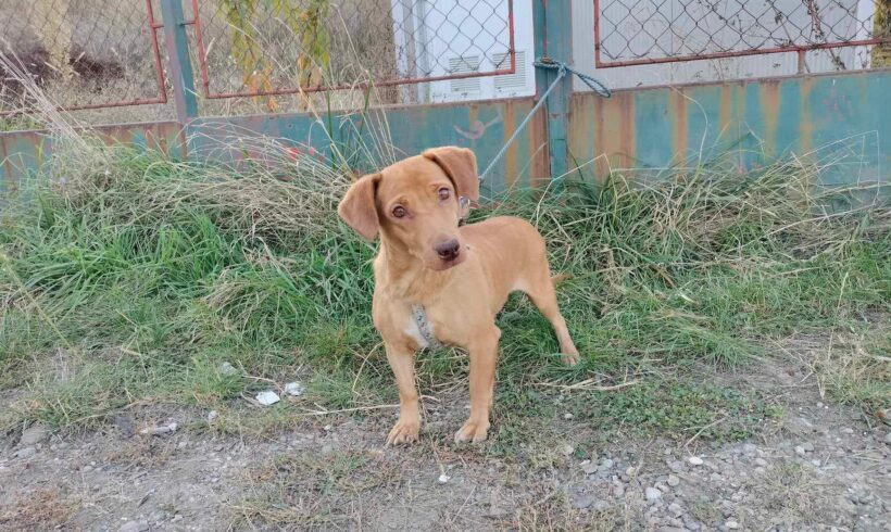 BIENE – ca. 7 Jahre