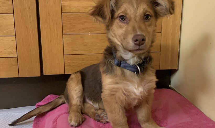 GLASAZ – ca. 4 Monate