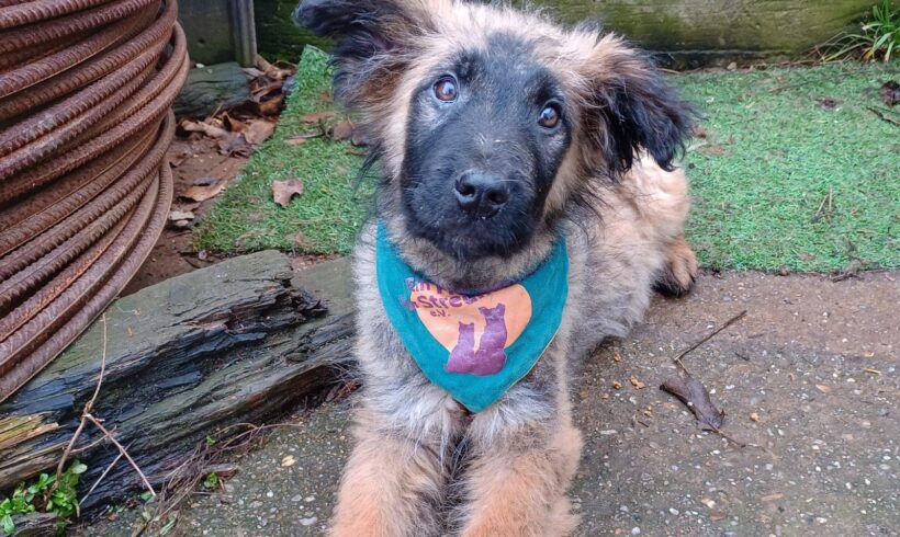 DIO – ca. 5 Monate