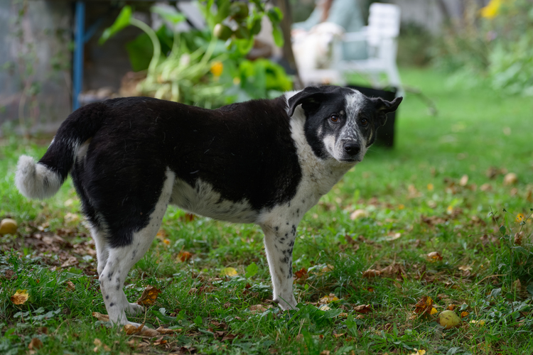 10 - Pfoten (10 von 41)