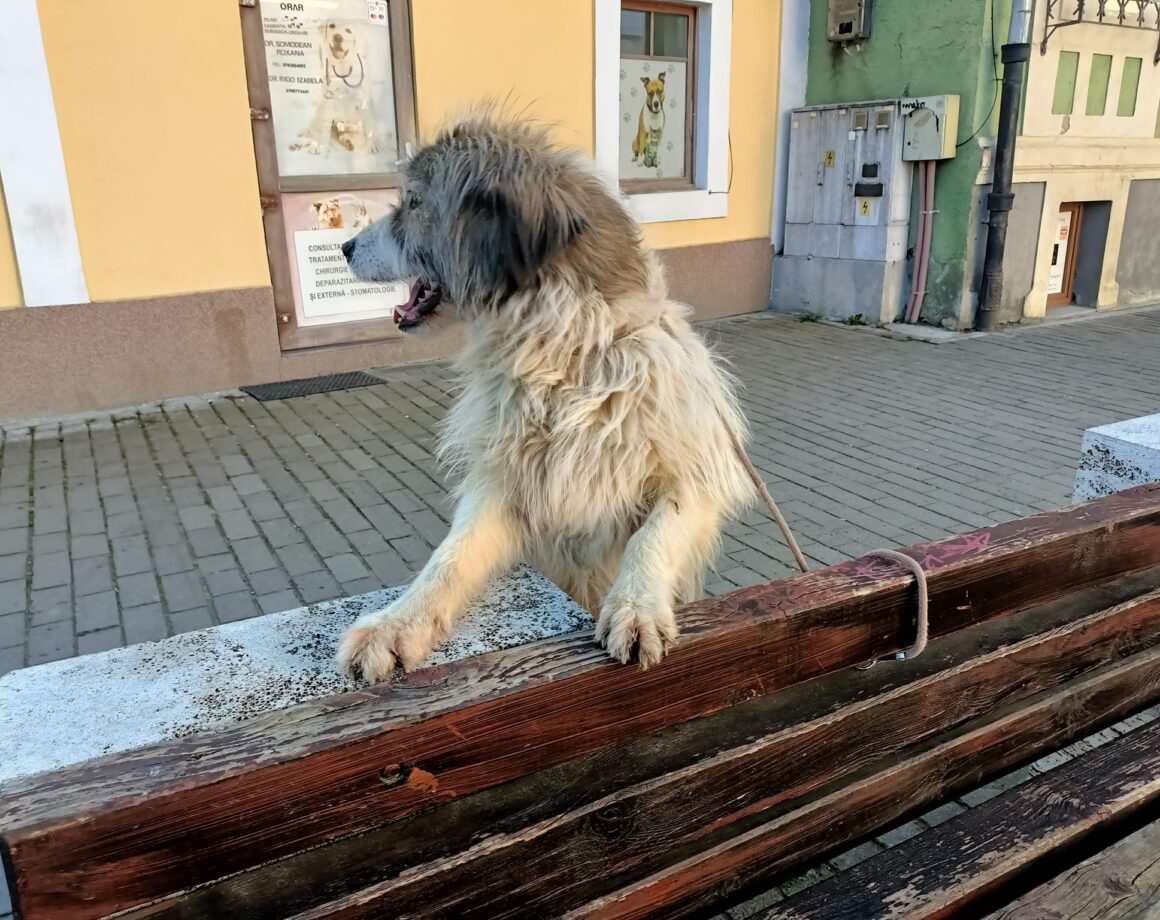 LAIMA ca. 3 Jahre Ein Herz für Streuner