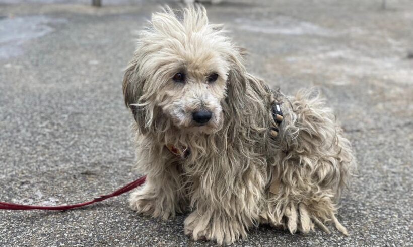 WUSCHELINE – ca. 4 Jahre