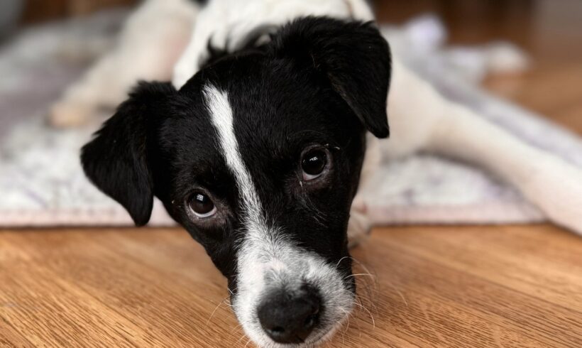 NILIX – ca. 4 Monate