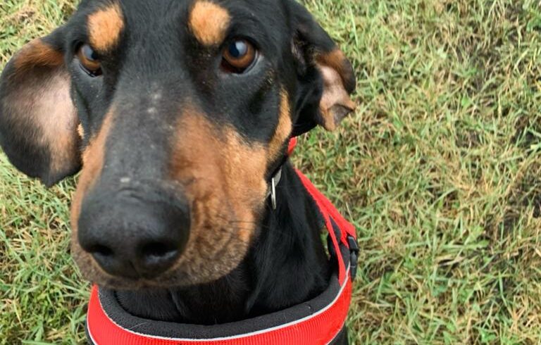 LINN – ca. 4 Jahre