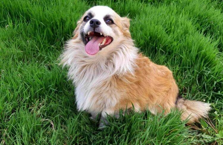 CICO – ca. 1,5 – 2 Jahre