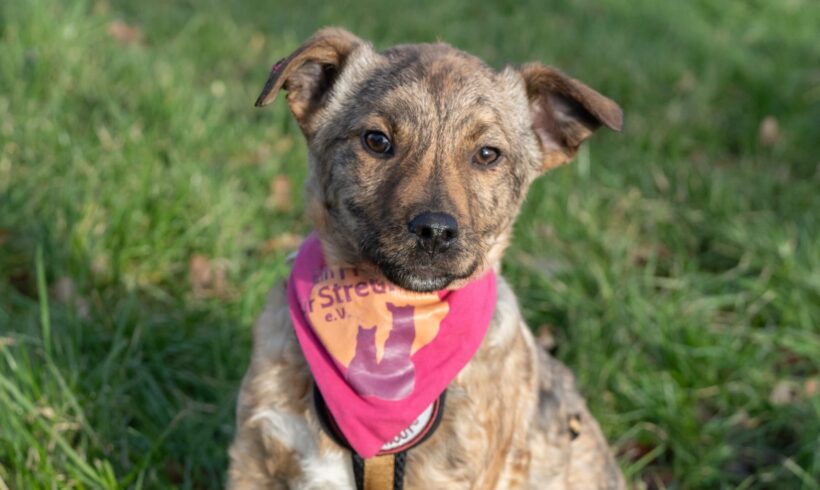 BRANDY – ca. 4 Monate