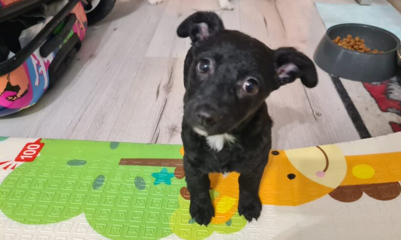 PERDITA – ca. 3 Monate