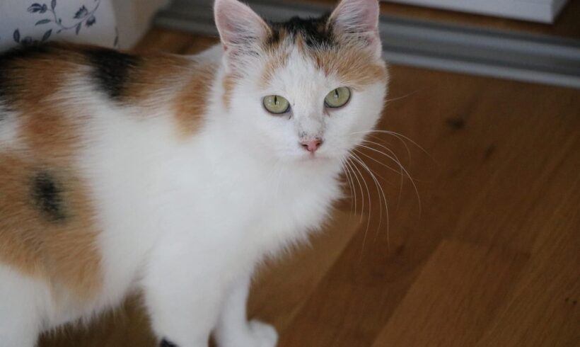 SUGAR – ca. 1,5 Jahre