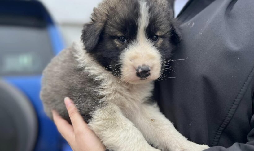 FAXE – ca. 3 Monate