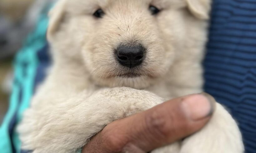 LEA – ca. 3 Monate